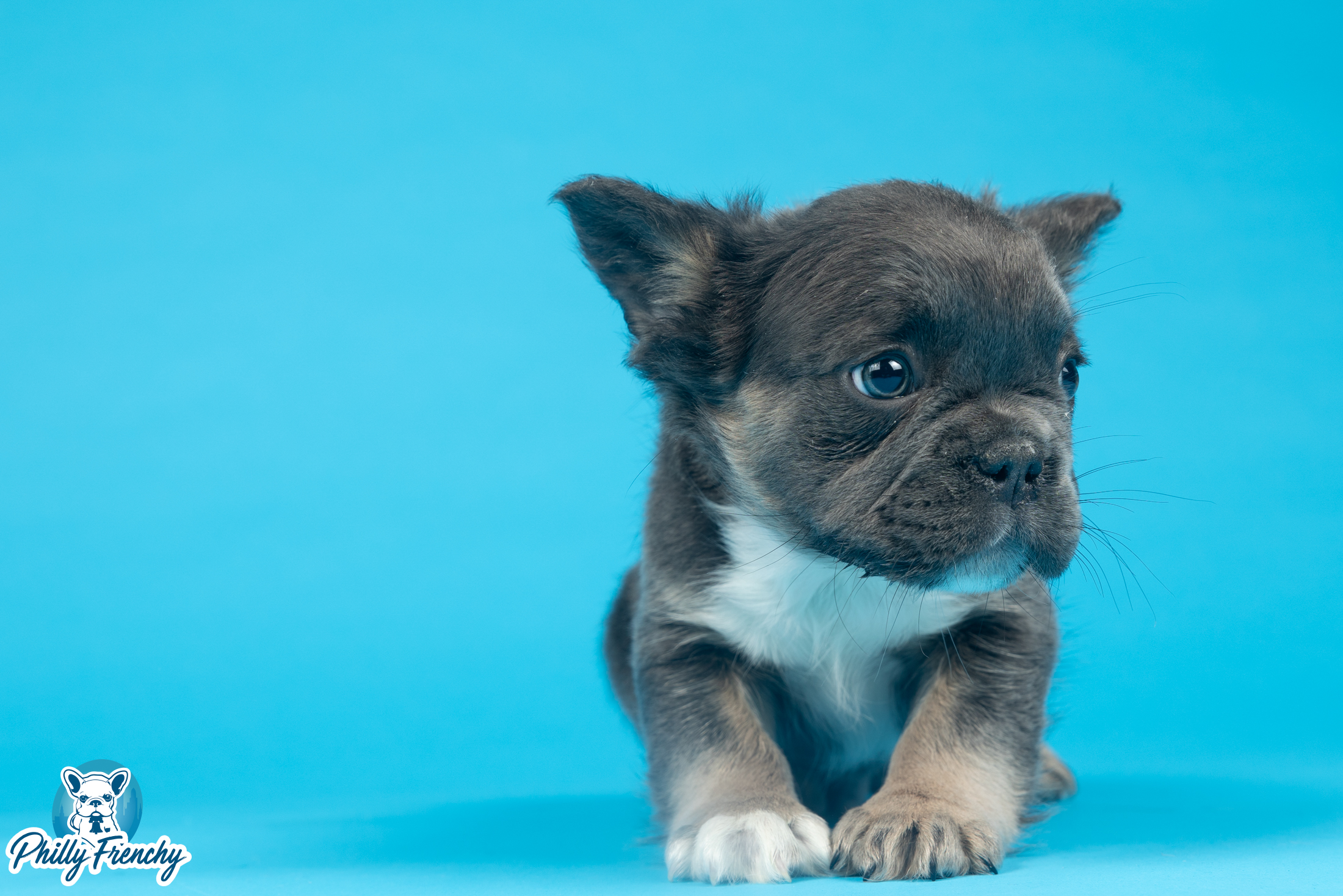 “Herc” Blue/Tan Tricolor Male Fluffy $5000