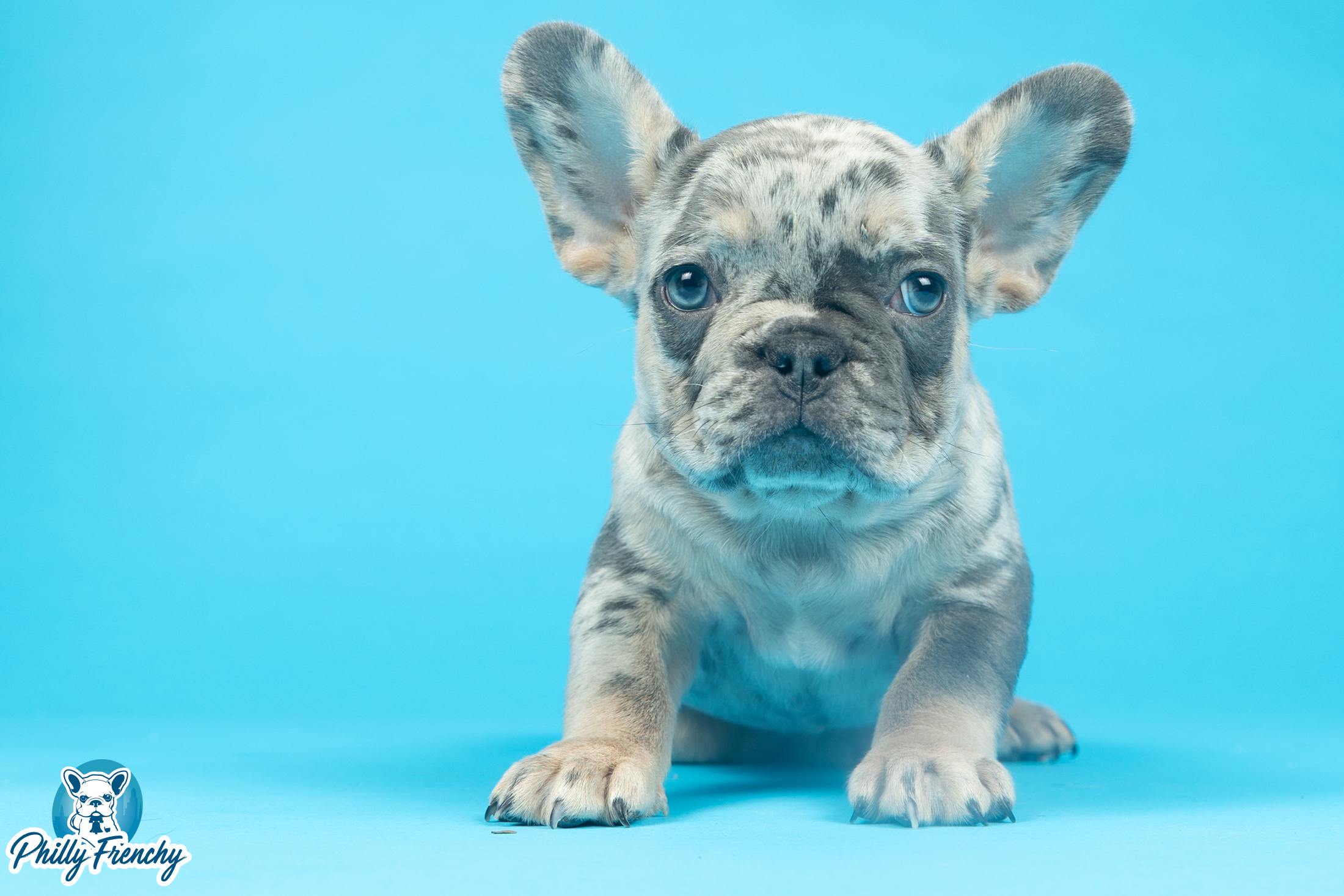 “Pablo” Lilac Blue/Tan Merle Male $3850