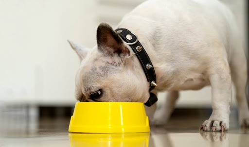 The Best Diet for Your French Bulldog: What to Feed Your Frenchie