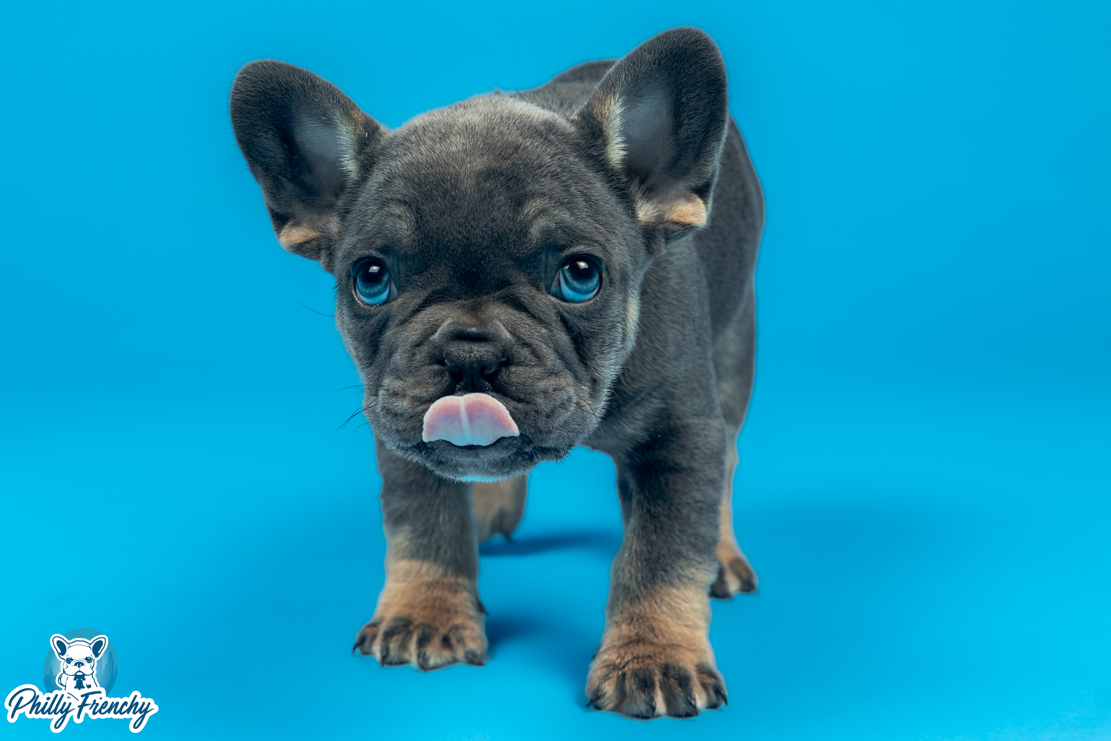 “Sammy” Blue/Tan Tricolor Male $3700