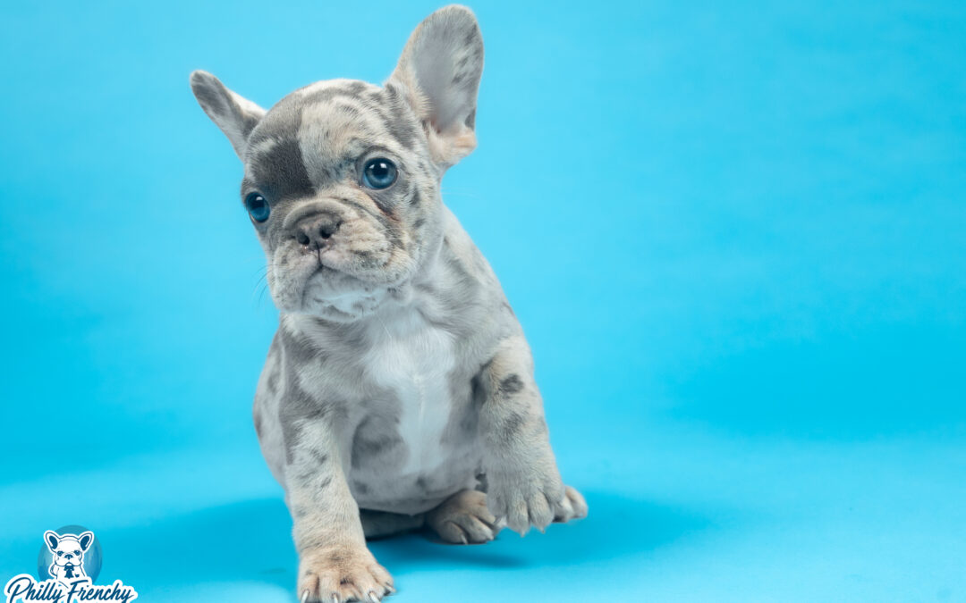 “Ginger” Blue Merle Female French Bulldog $3700