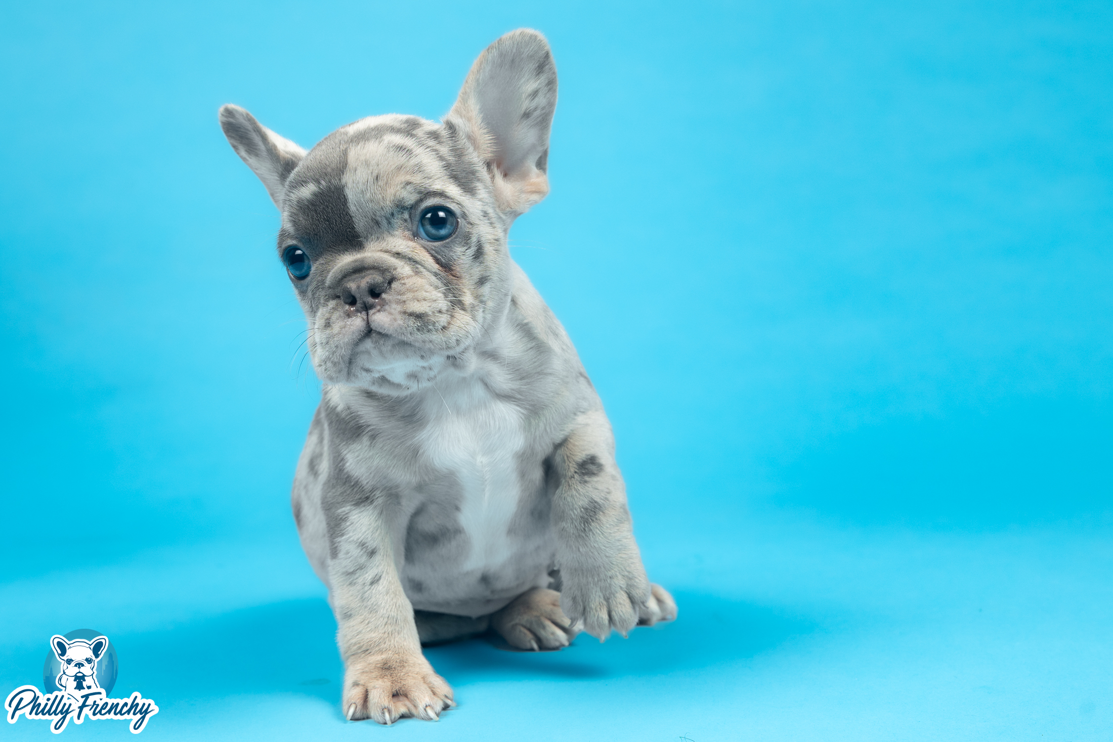 “Ginger” Blue Merle Female French Bulldog $3700