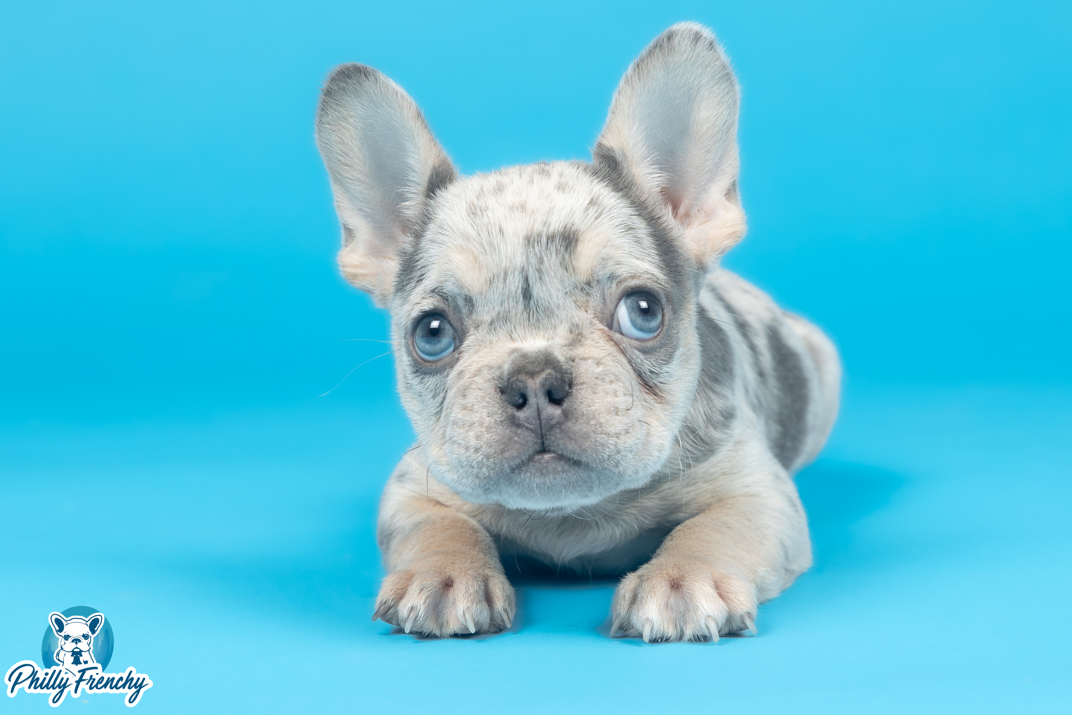 “Barkley” Lilac Merle Tricolor Merle $4000