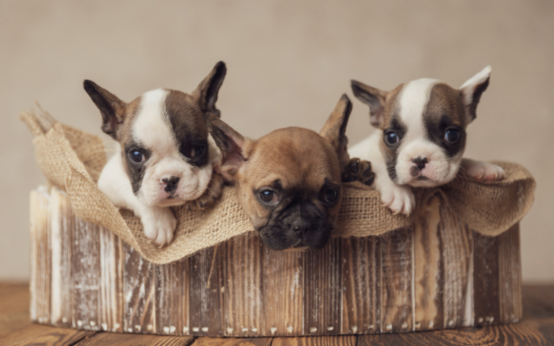 French Bulldog Puppies: Ultimate Guide to Growth Milestones and Development