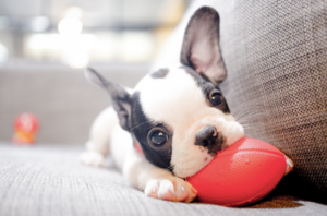 French bulldog growth stages - socializing stage.