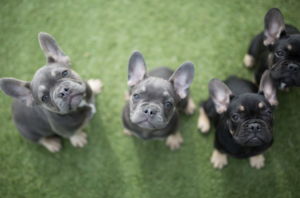 French bulldog growth stages - adolescence.