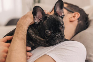 A French Bulldog being a good therapy dog laying on their owner.