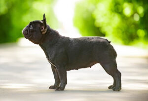 French Bulldog lifespan tips - avoid obesity.