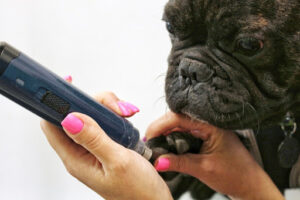 How to groom french bulldogs - trimming their nails.