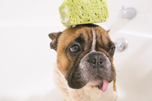 How to Groom French Bulldogs | Essential Guide