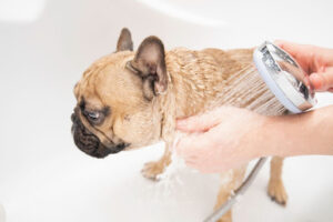 How to groom french bulldogs - washing their folds.