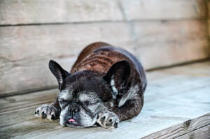 French Bulldog lifespan tips - recognize aging signs.