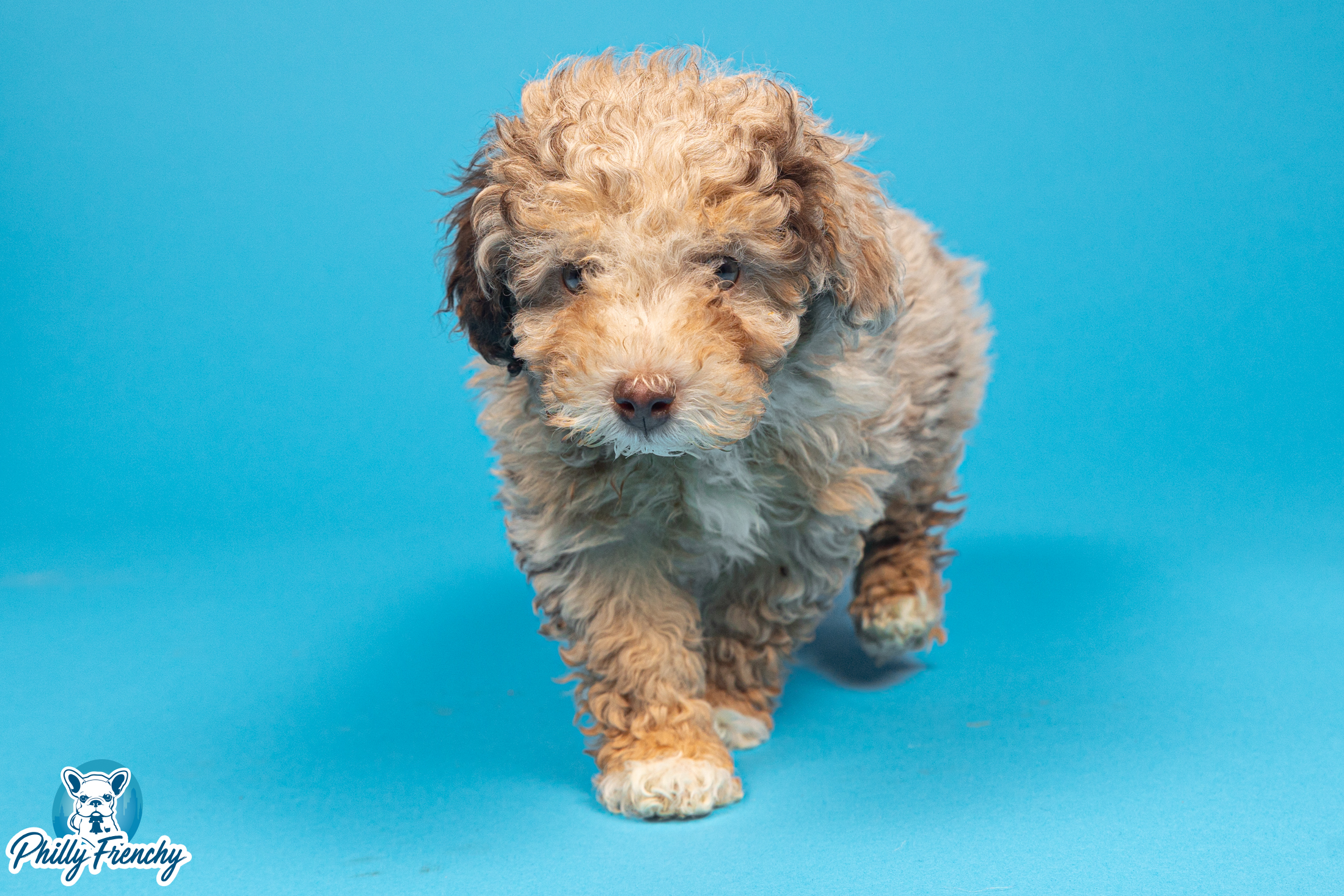 “Astro” Male Tricolor Toy Poodle $2400