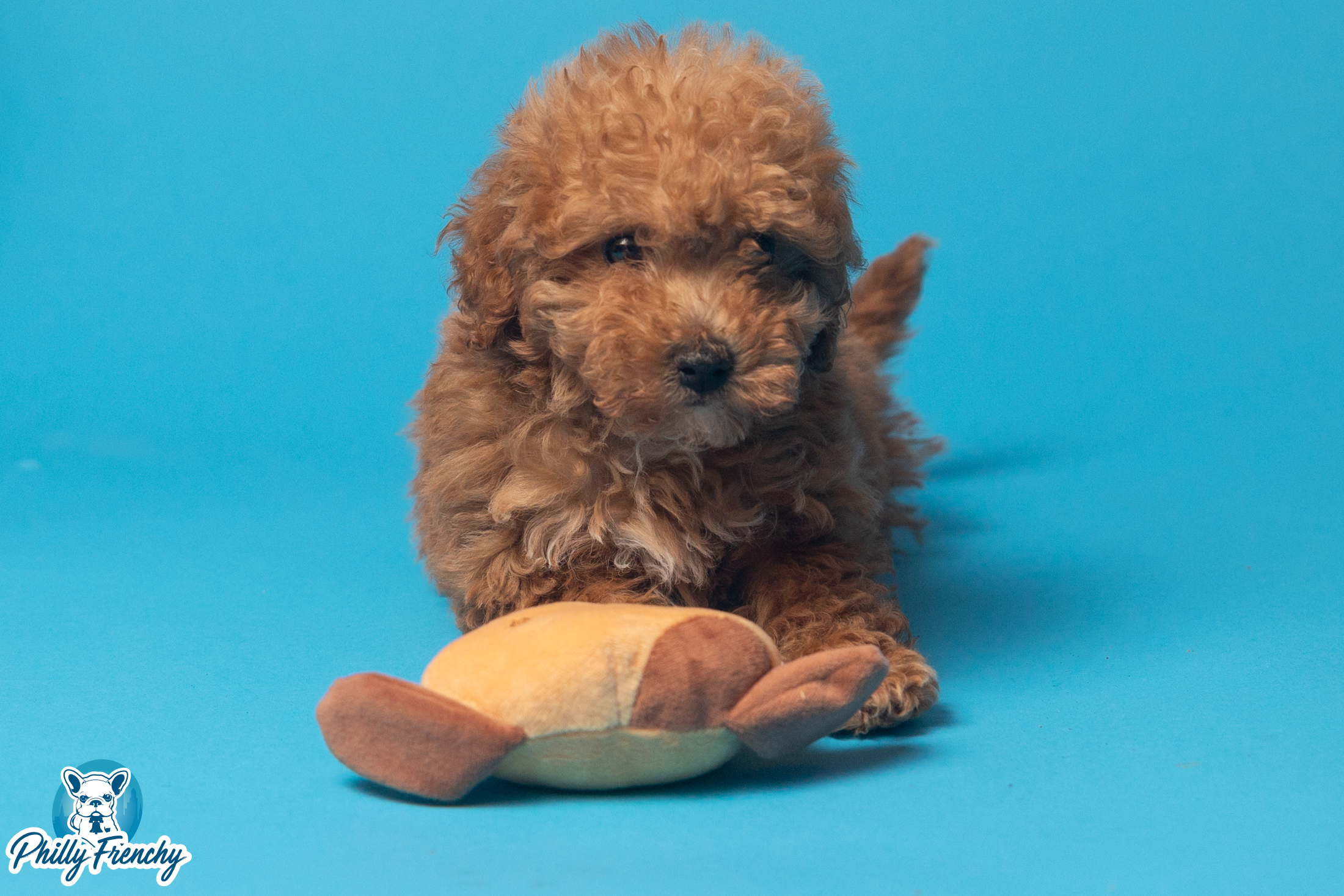 “Quinn” Female Toy Poodle $2200
