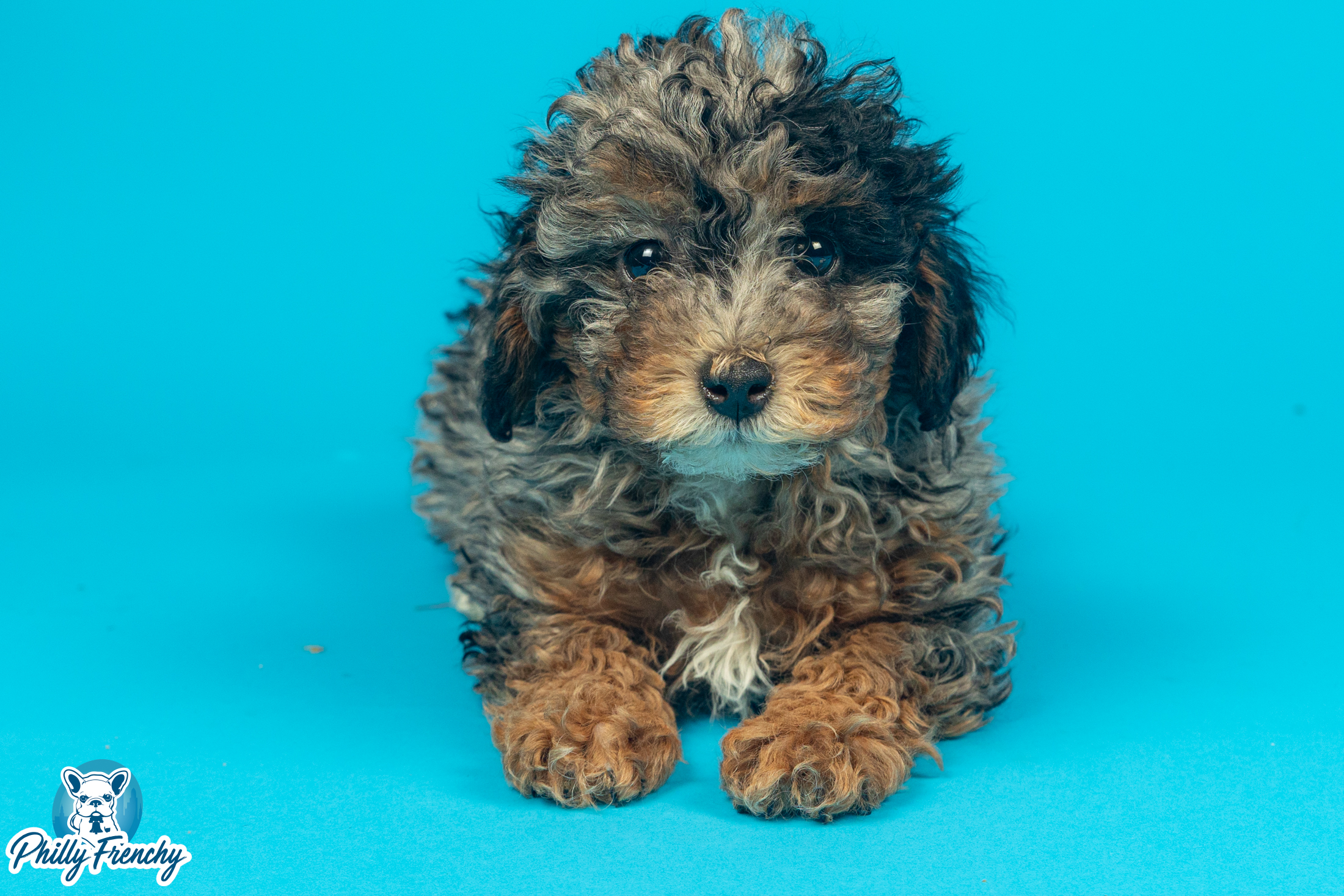 “Juno” Male Tricolor Toy Poodle $2400