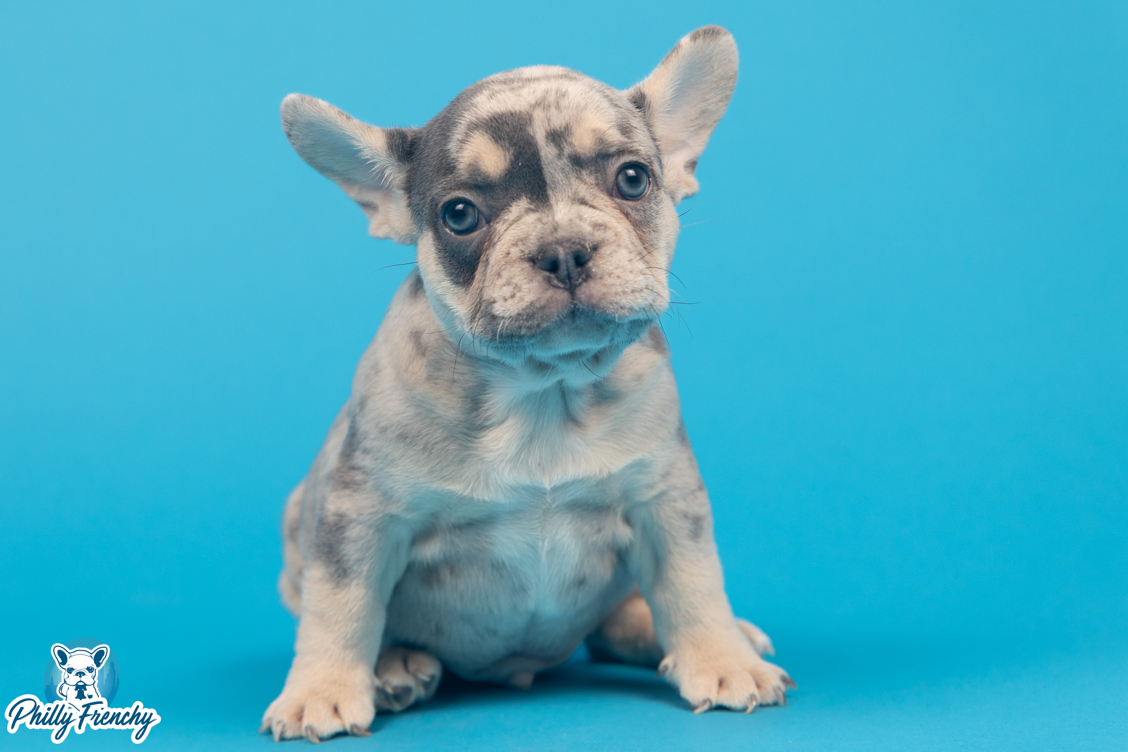 “Taz” Tricolor Merle Male $3600