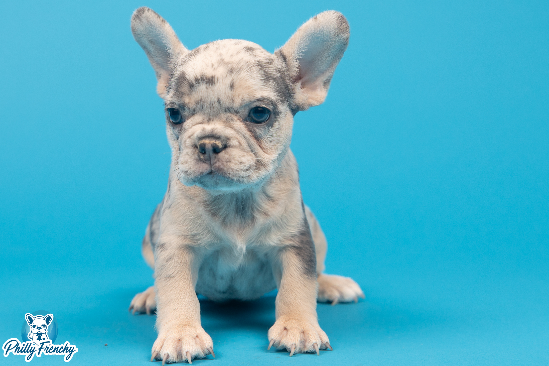 “Love” Lilac & Tan Merle Female $3700