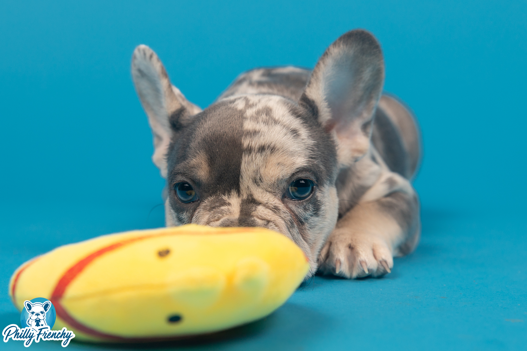 “Selina” Tricolor Merle Female $3600