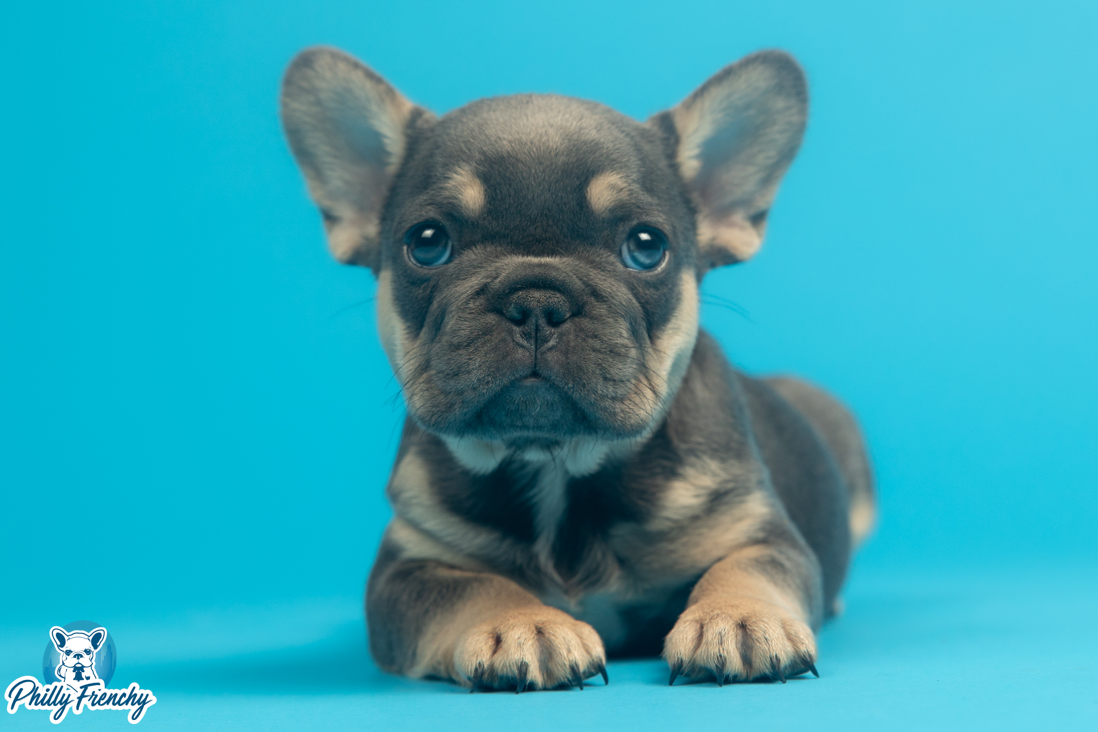 “ Winston” Blue/Tan Tricolor Male $3600