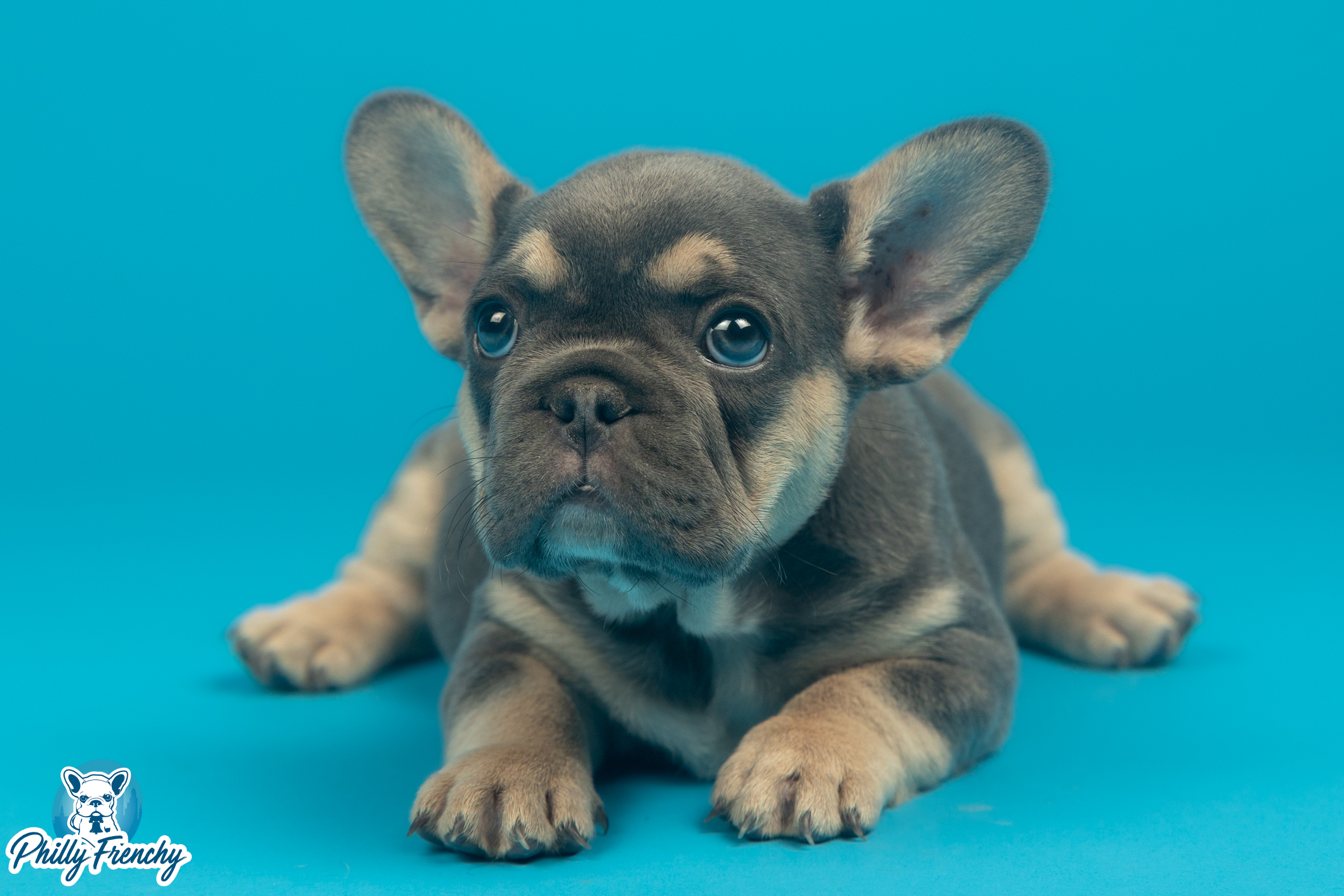 “Rain” Blue/Tan Tricolor Female $3600