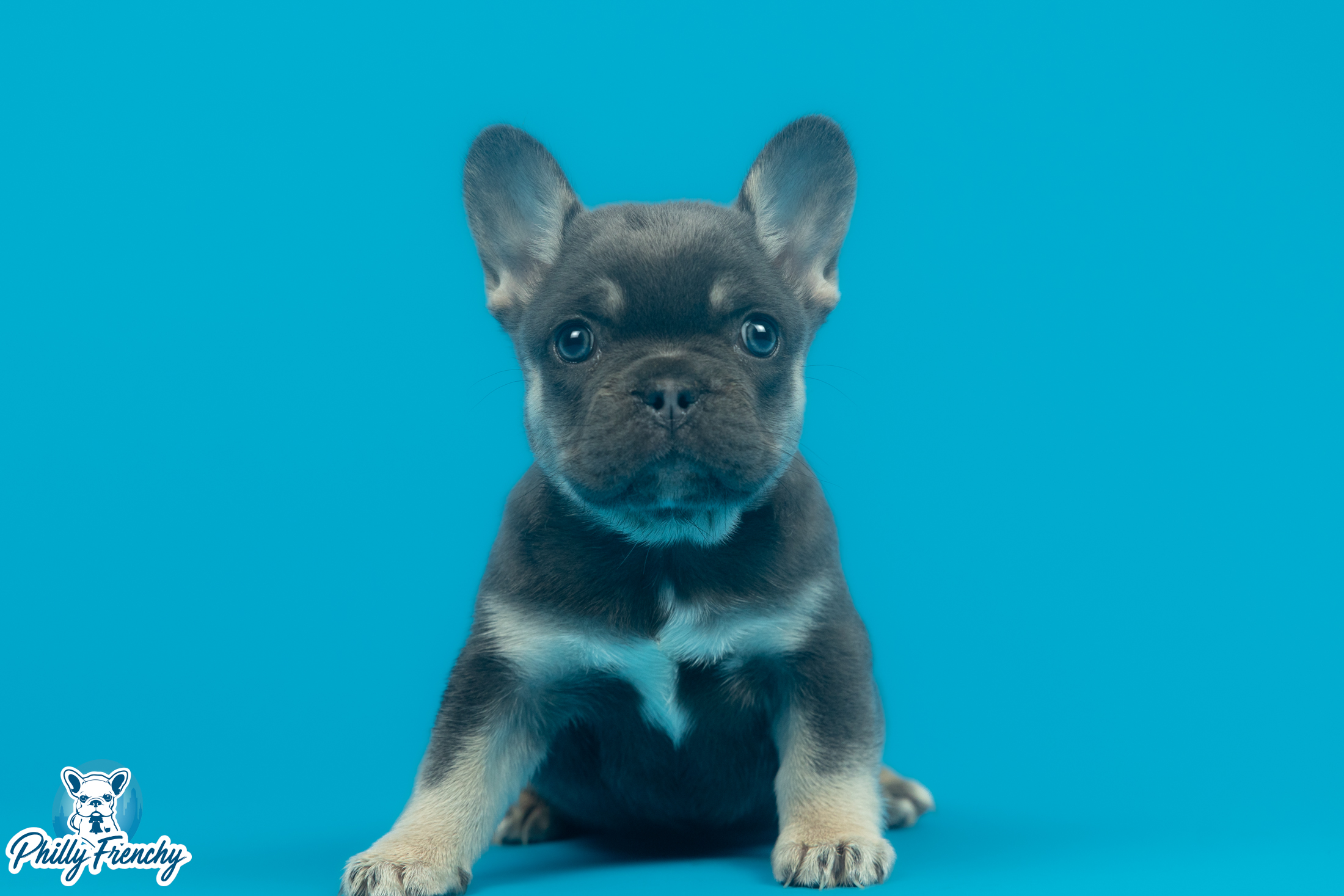 “Ahna” Blue/Tan Tricolor Female $3600