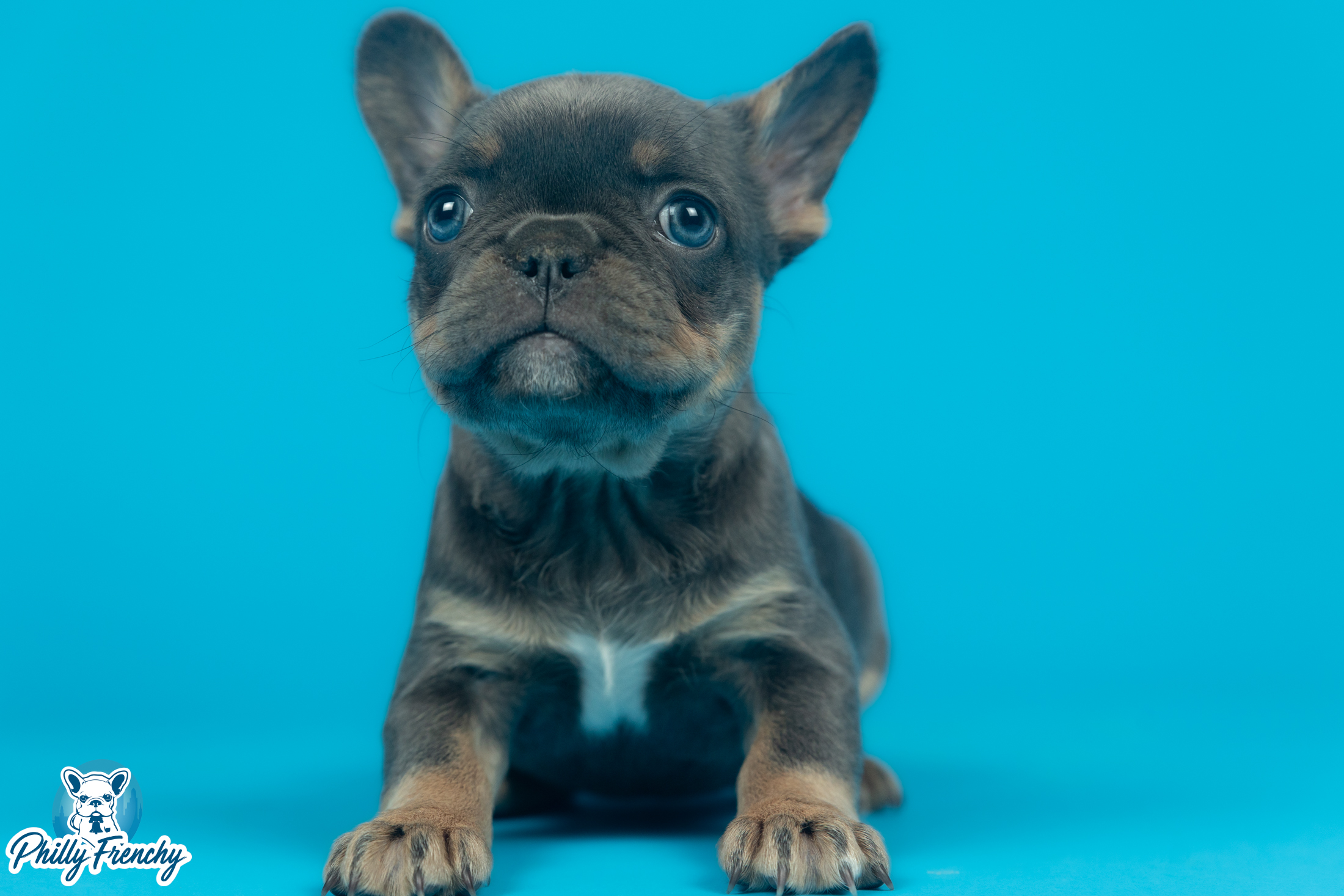 “Raven” Blue/Tan Tricolor Female $3600