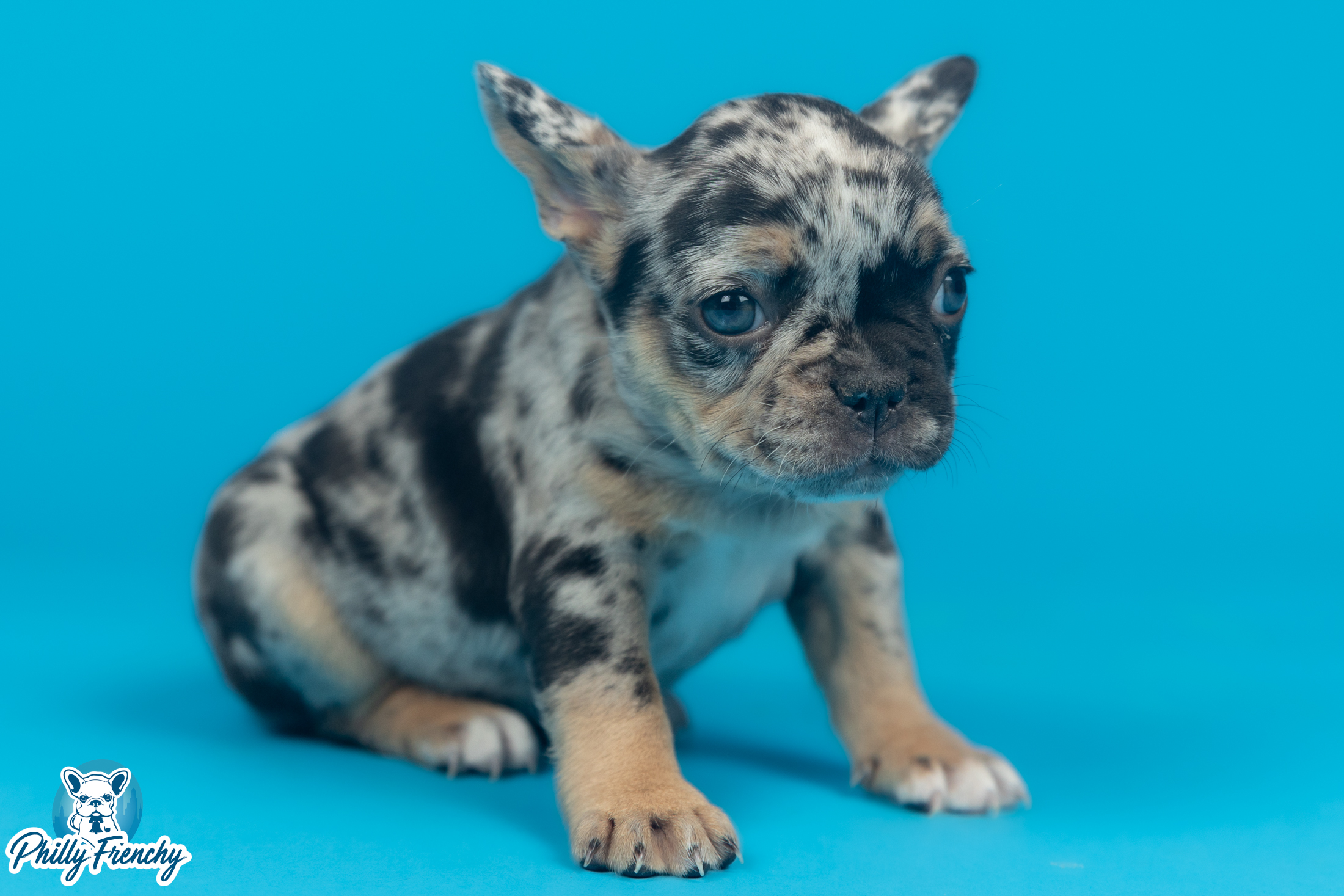 “Iris” Tricolor Merle Female $3600