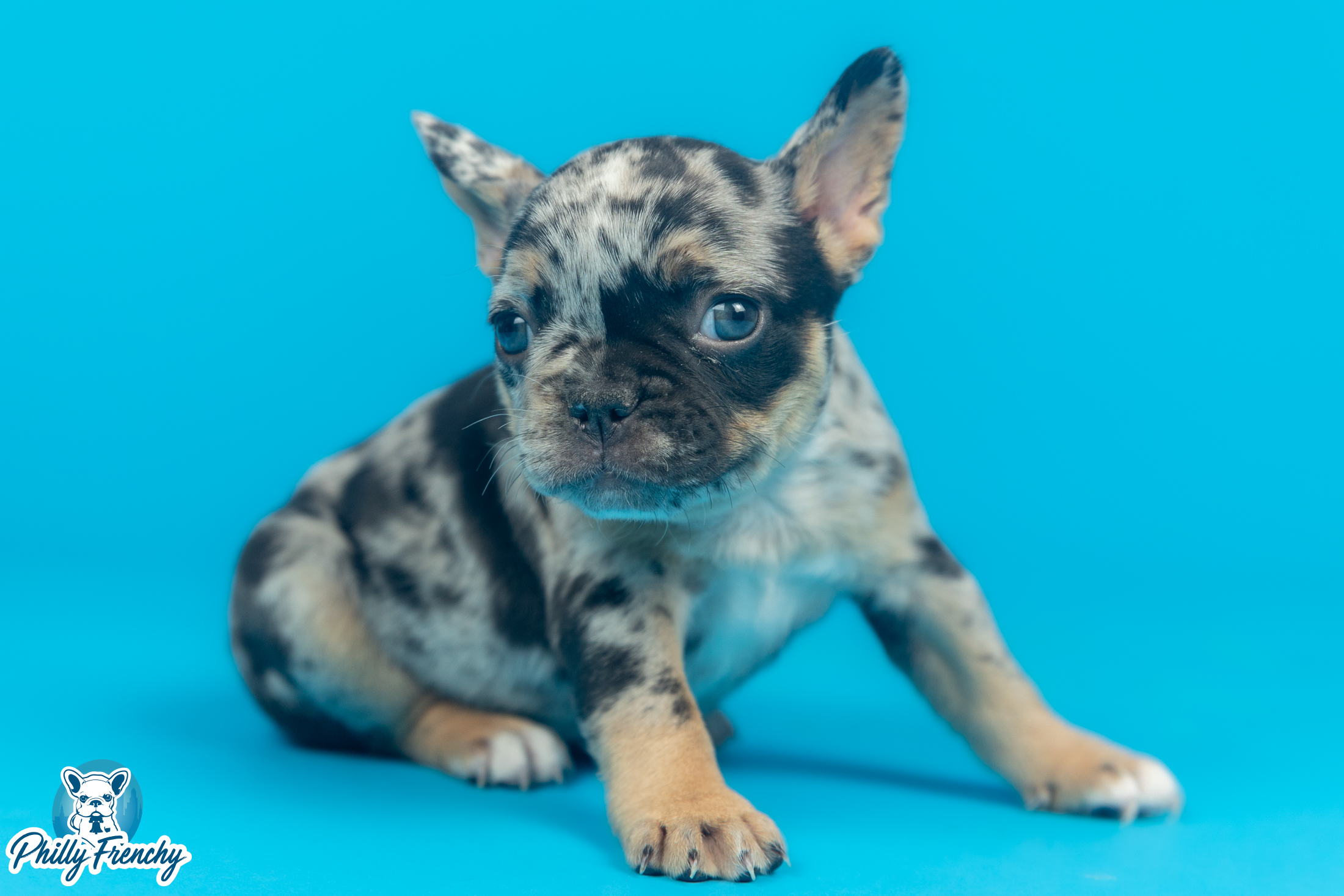 “Iris” Tricolor Merle Female $3600