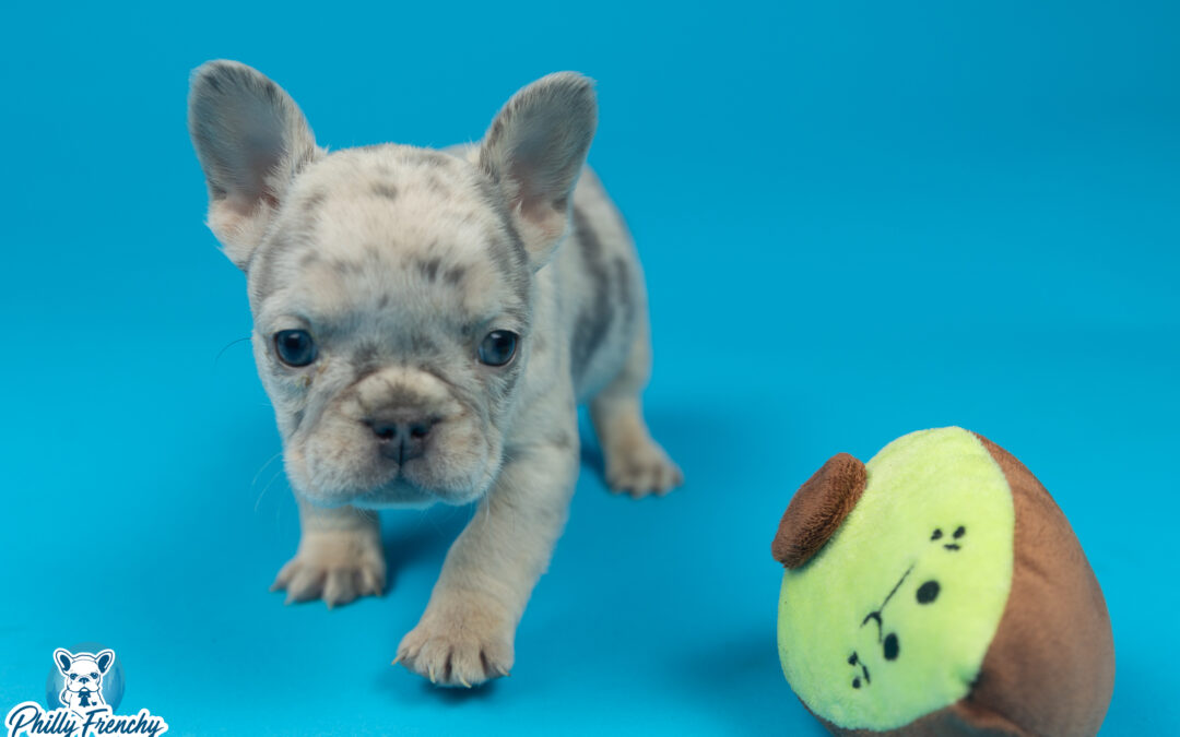 “Jazzy” Lilac Merle Female $3700