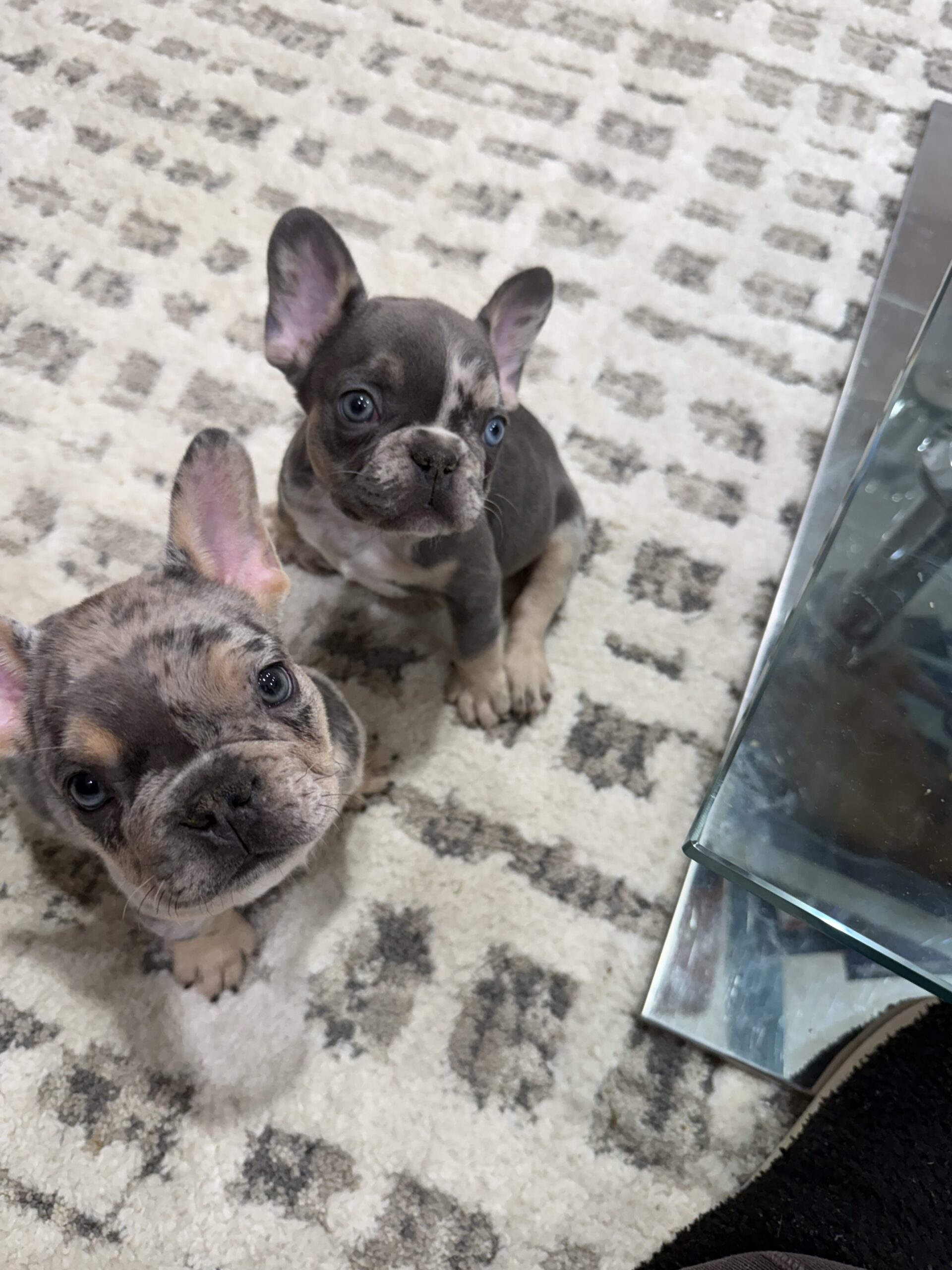 “Tommy” Blue Merle Male $3600