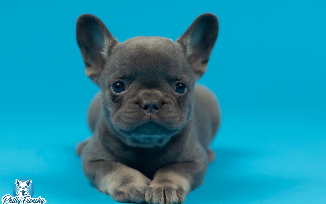 “Katy” Lilac & Tan Female $3200