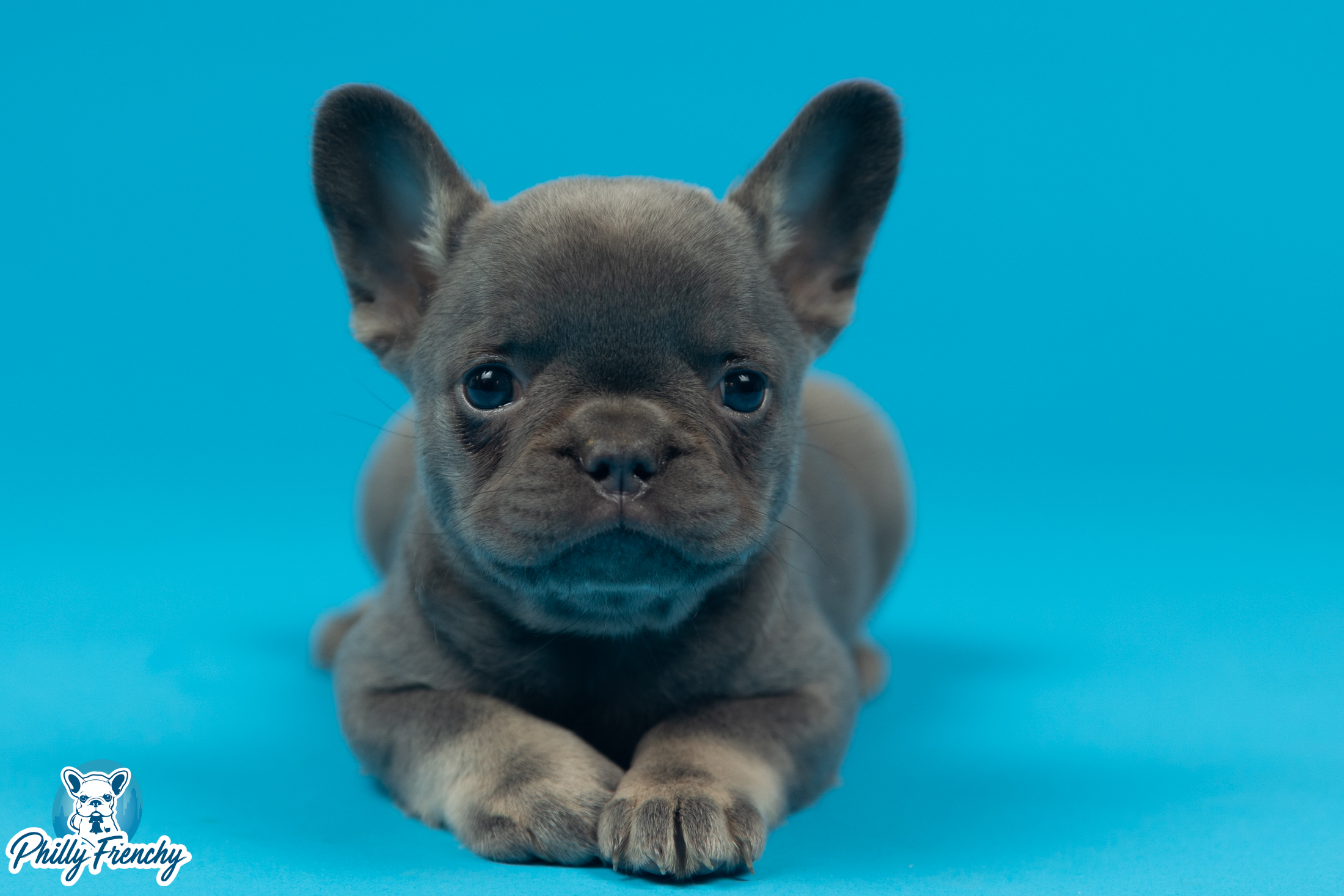 “Katy” Lilac & Tan Female $3200