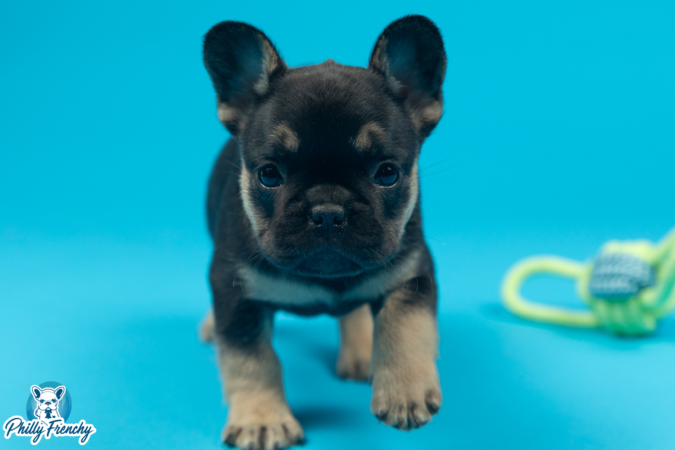 “Iris” Tricolor Female