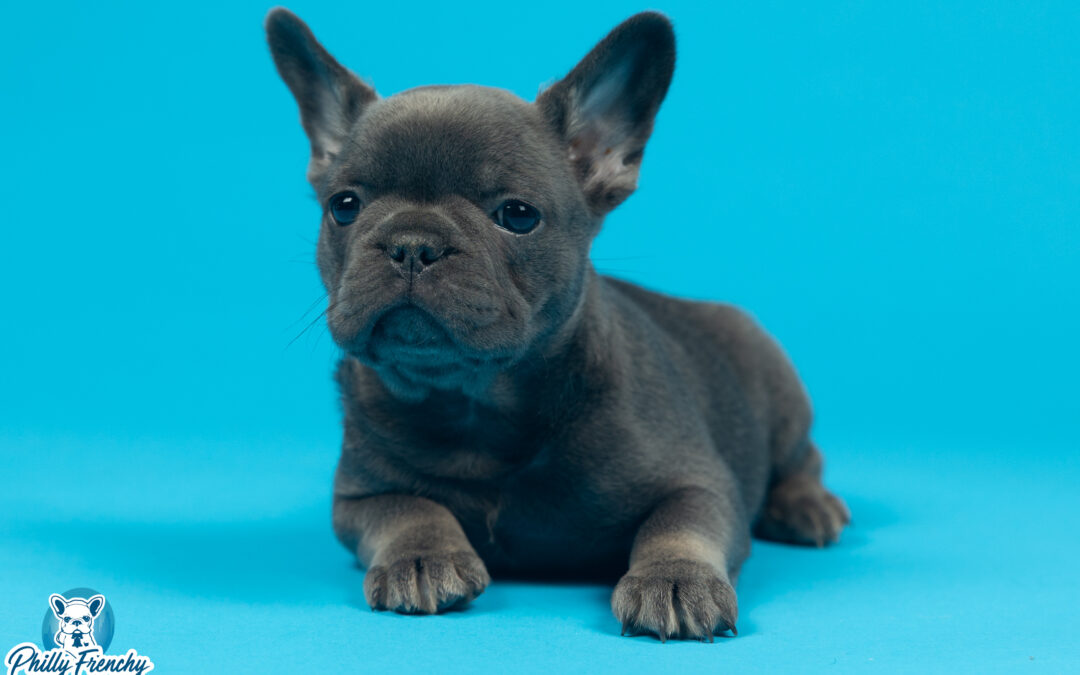 “Conner” Blue/Tan Male $3400
