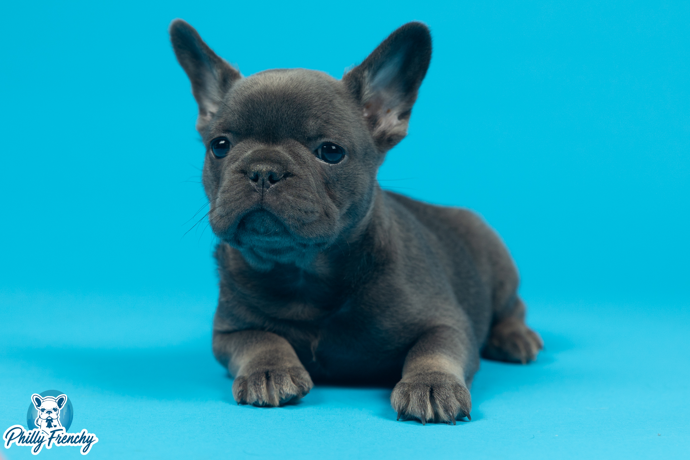 “Conner” Blue/Tan Male $3400