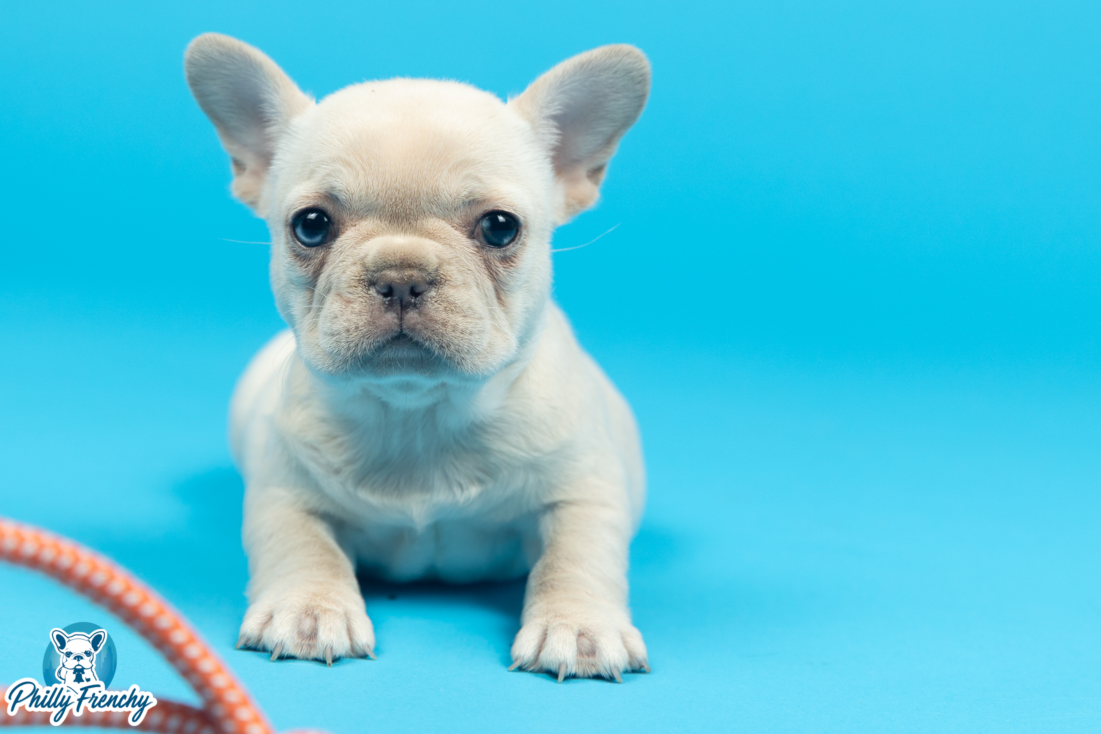 “Kory” Platinum Female $3200