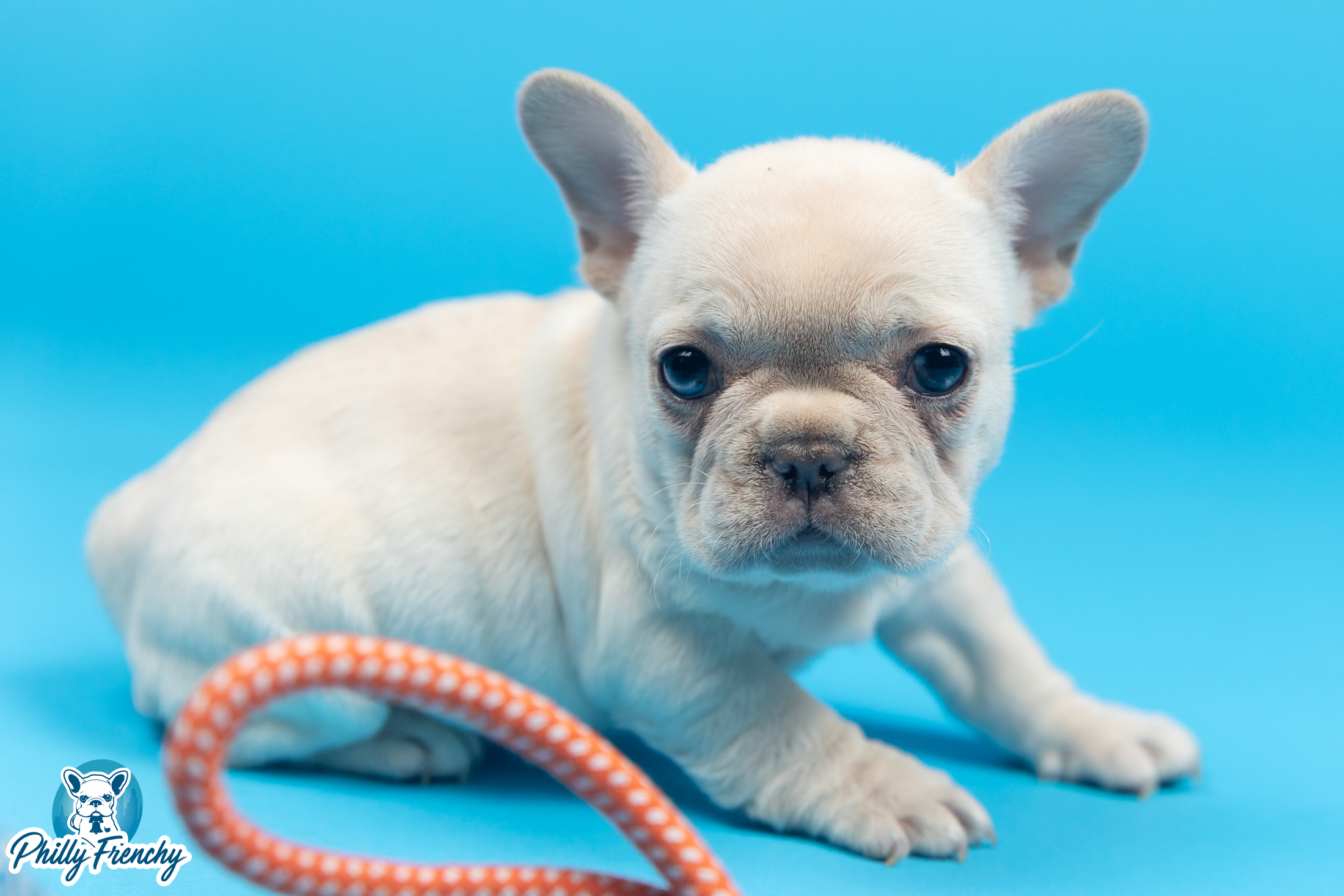 “Kory” Platinum Female $3400