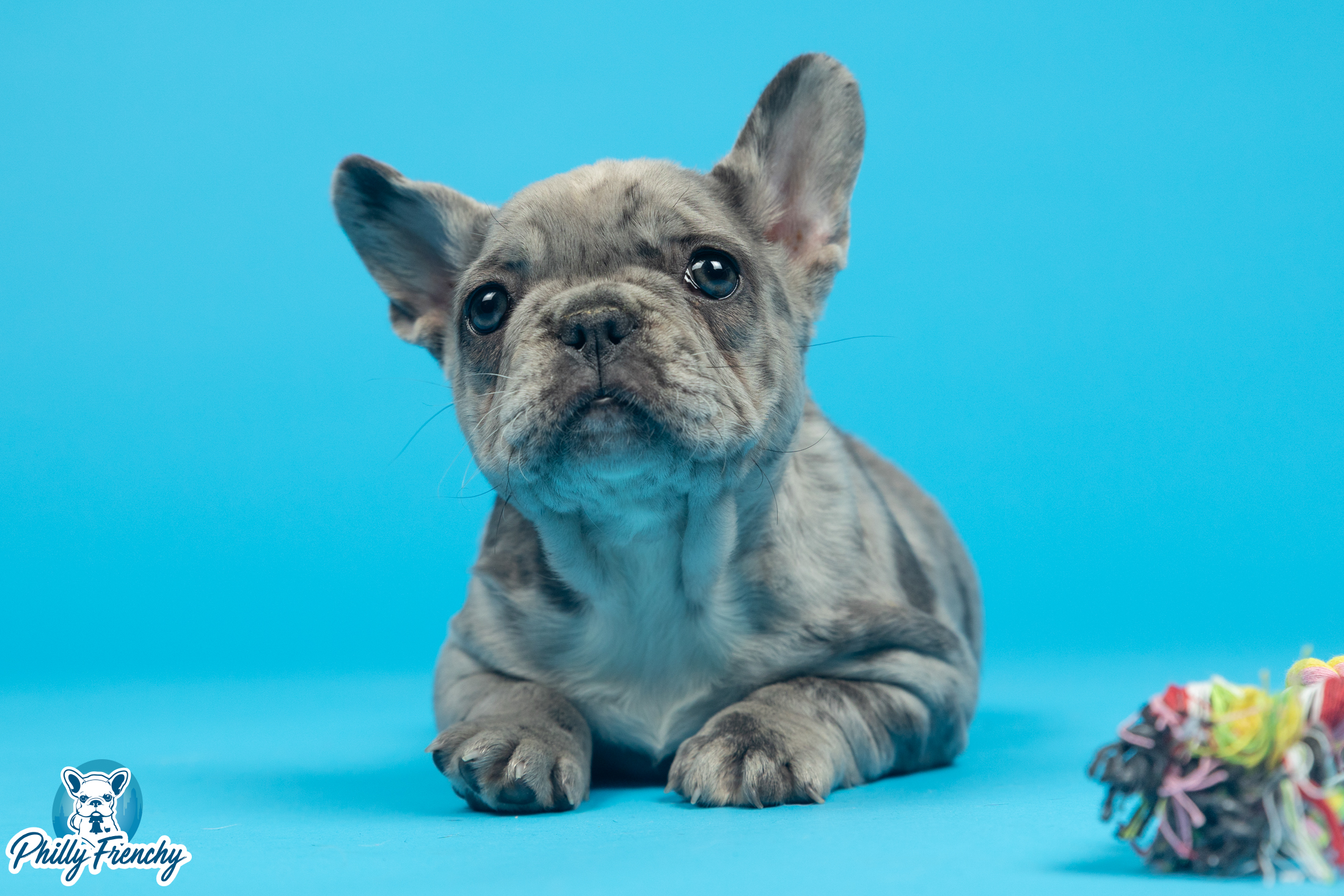 “Sasha” Blue Merle Female $3600