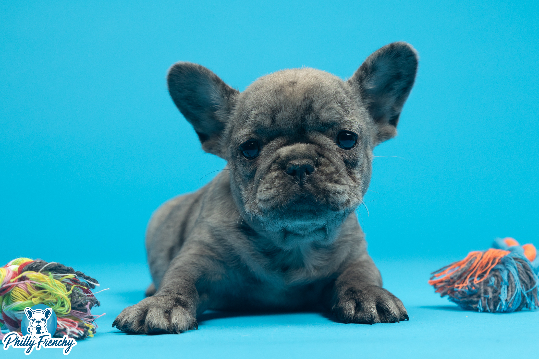 “Spike” Blue Merle Male $3600