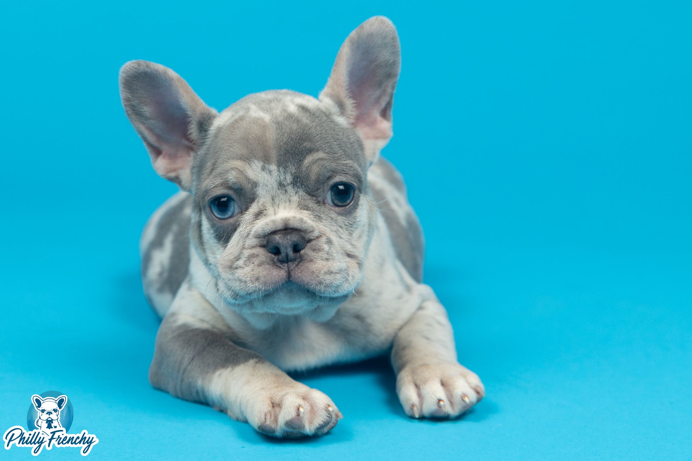 “Milo ” Blue Merle Male $3700