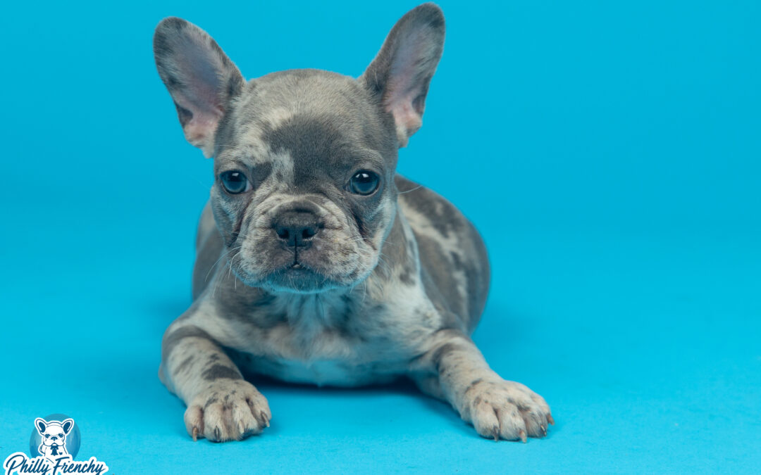 “Diamond” Blue Merle Female $3300