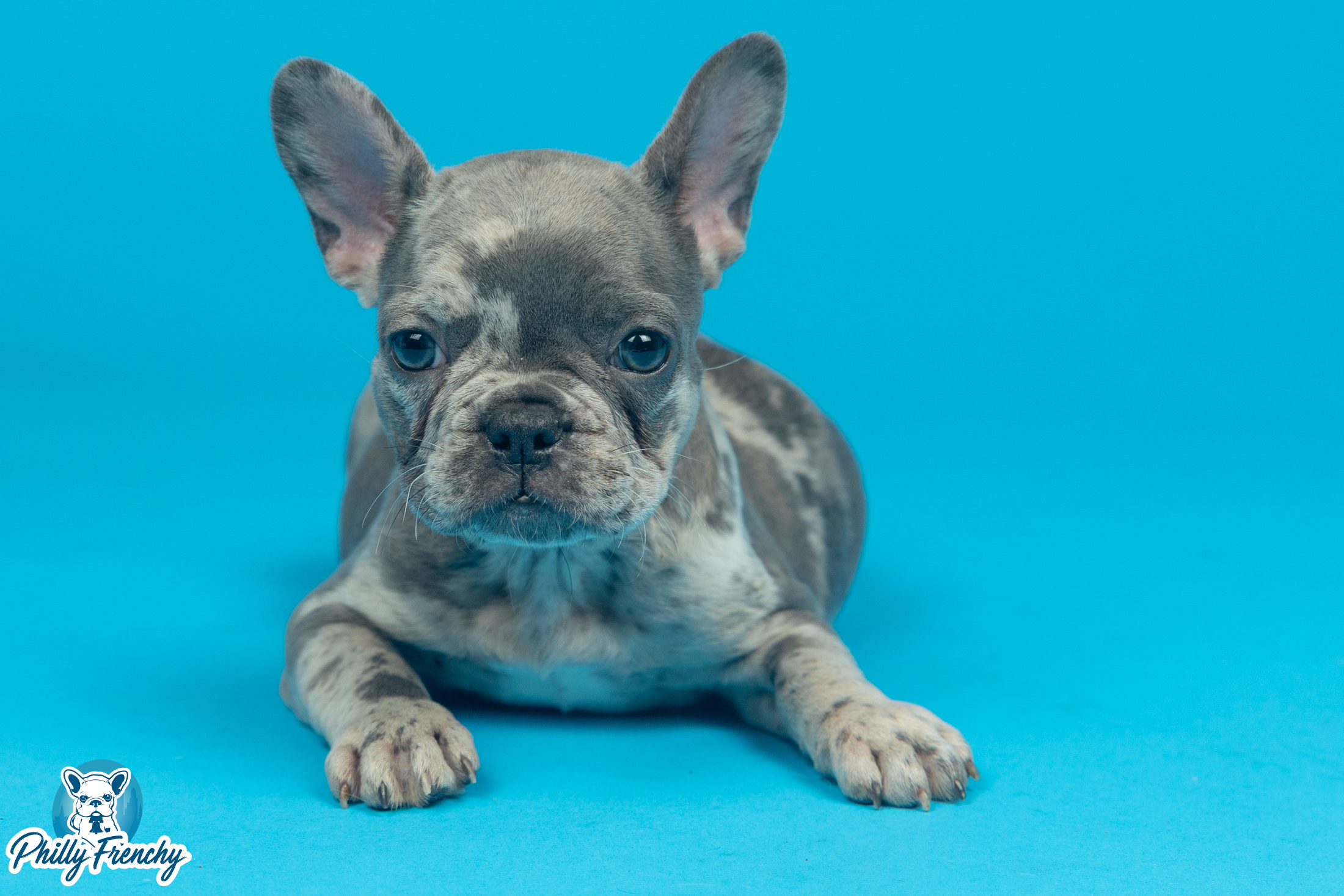 “Diamond” Blue Merle Female $3600