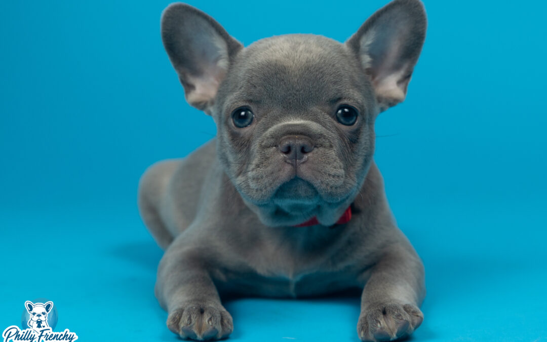 “Diamond” Lilac & Tan Female $3400
