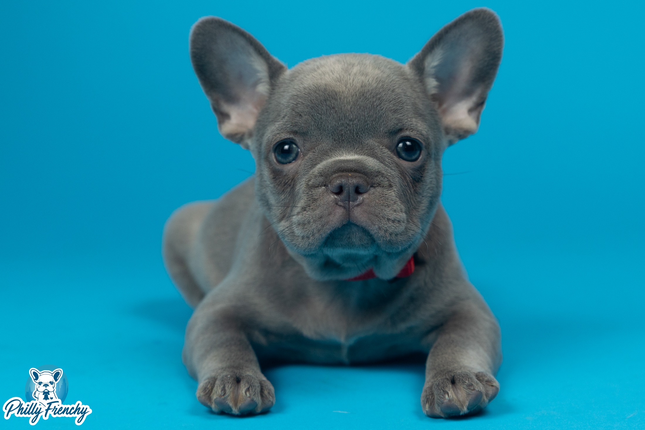 “Diamond” Lilac & Tan Female $3400
