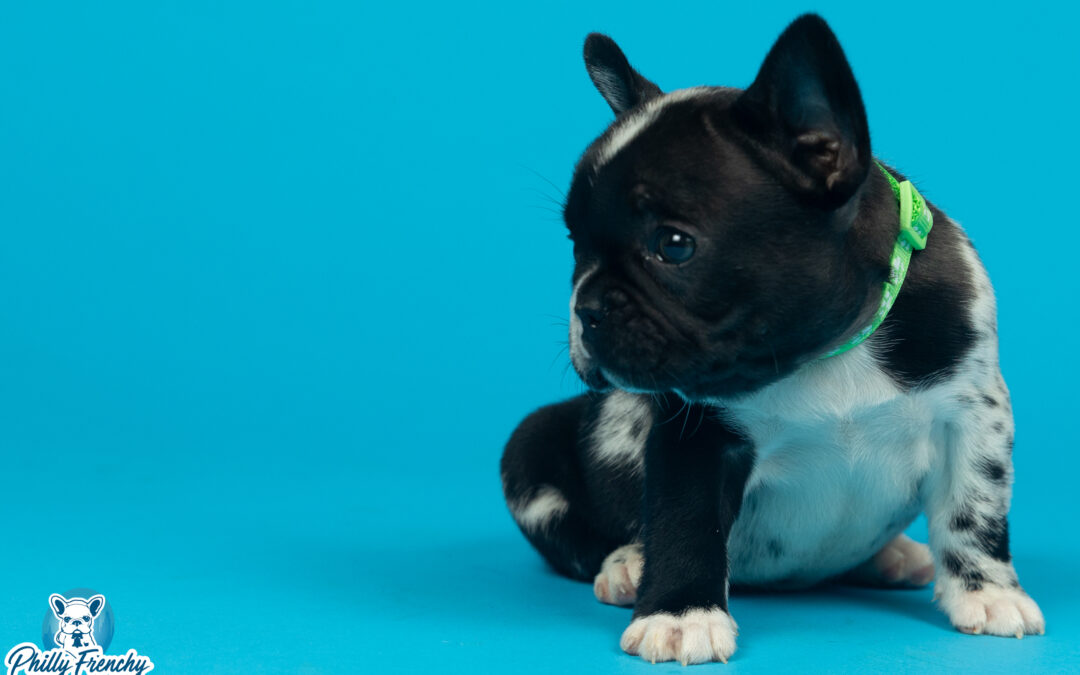 “Oreo” Tricolor Merle Female $3400