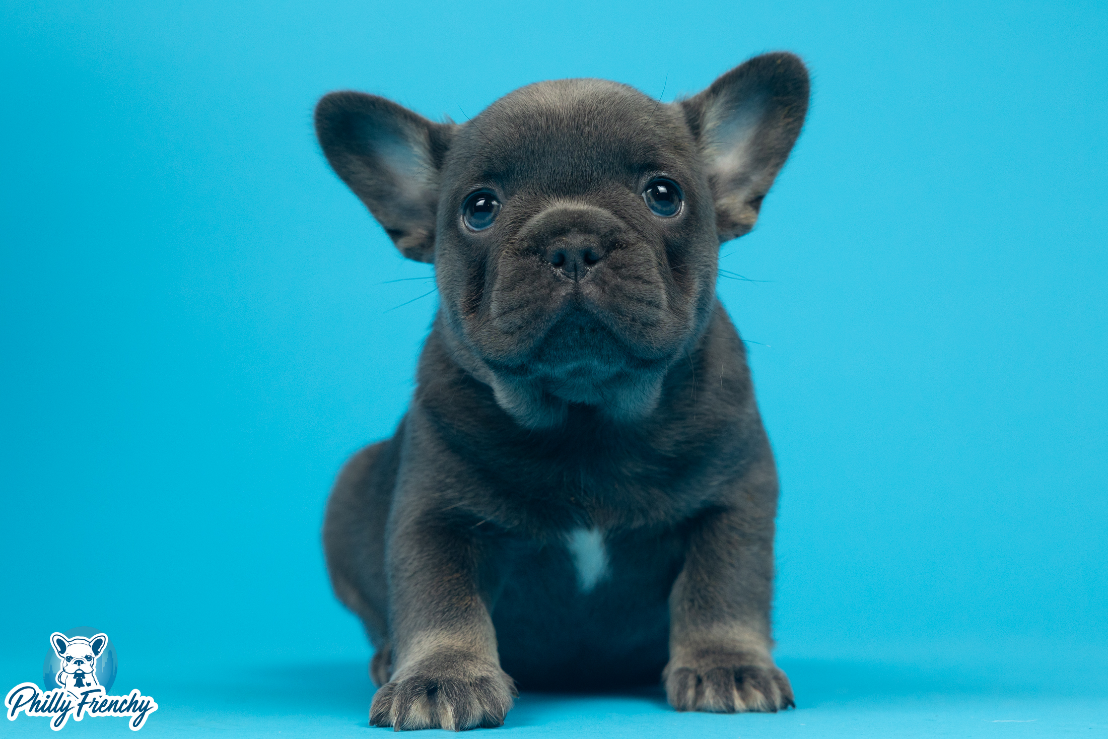 “Nelly” Blue/Tan Female $3000
