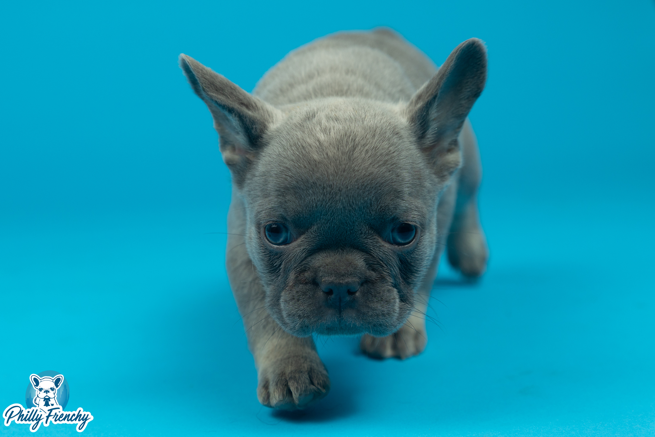 “Cathy” Lilac & Tan Female $3200
