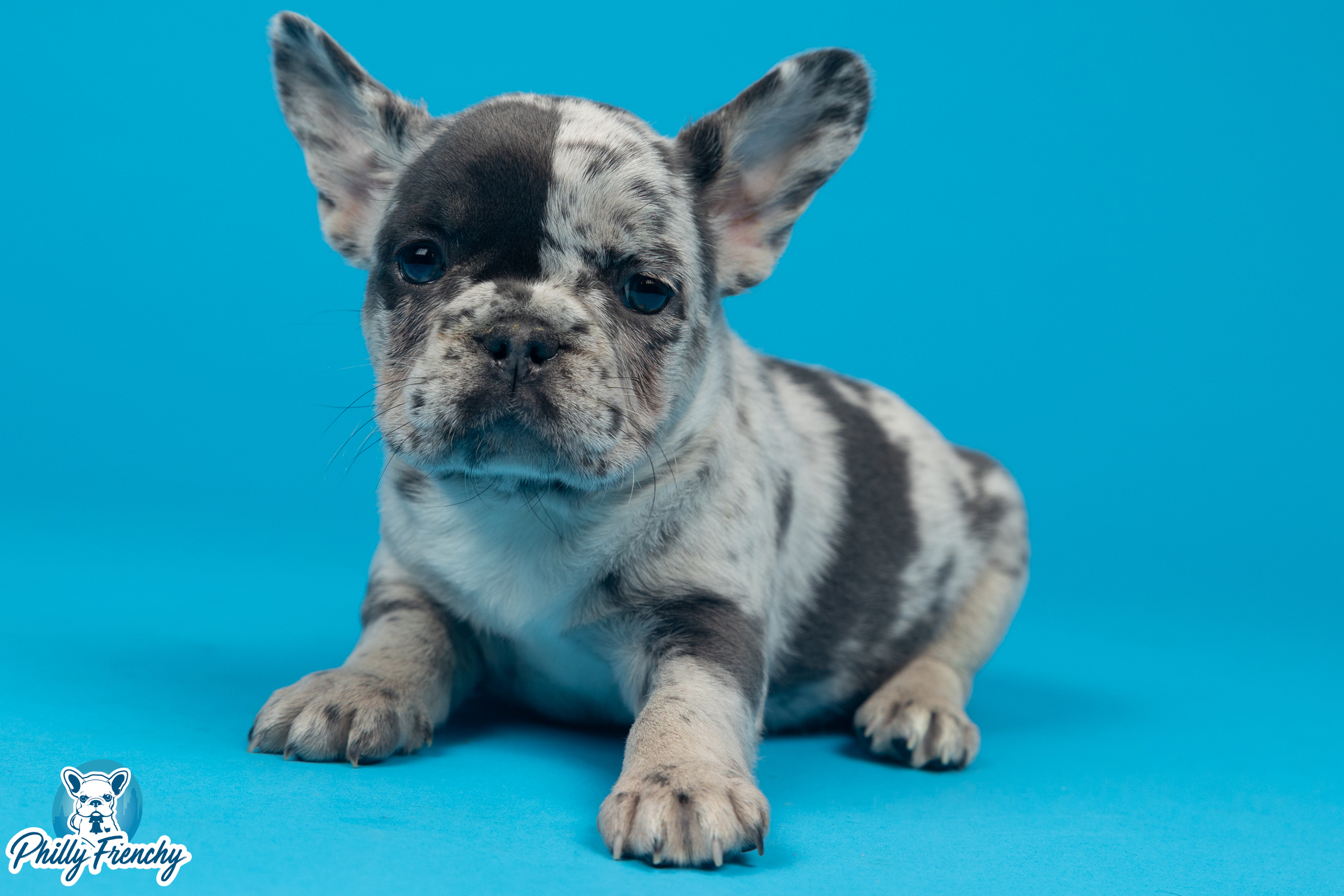 “POE” Blue Merle Male $3400