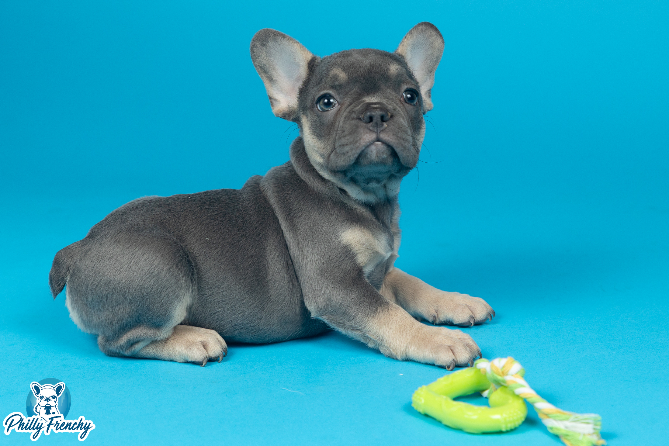 “Sapphire” Blue/Tan Tricolor Female $3000