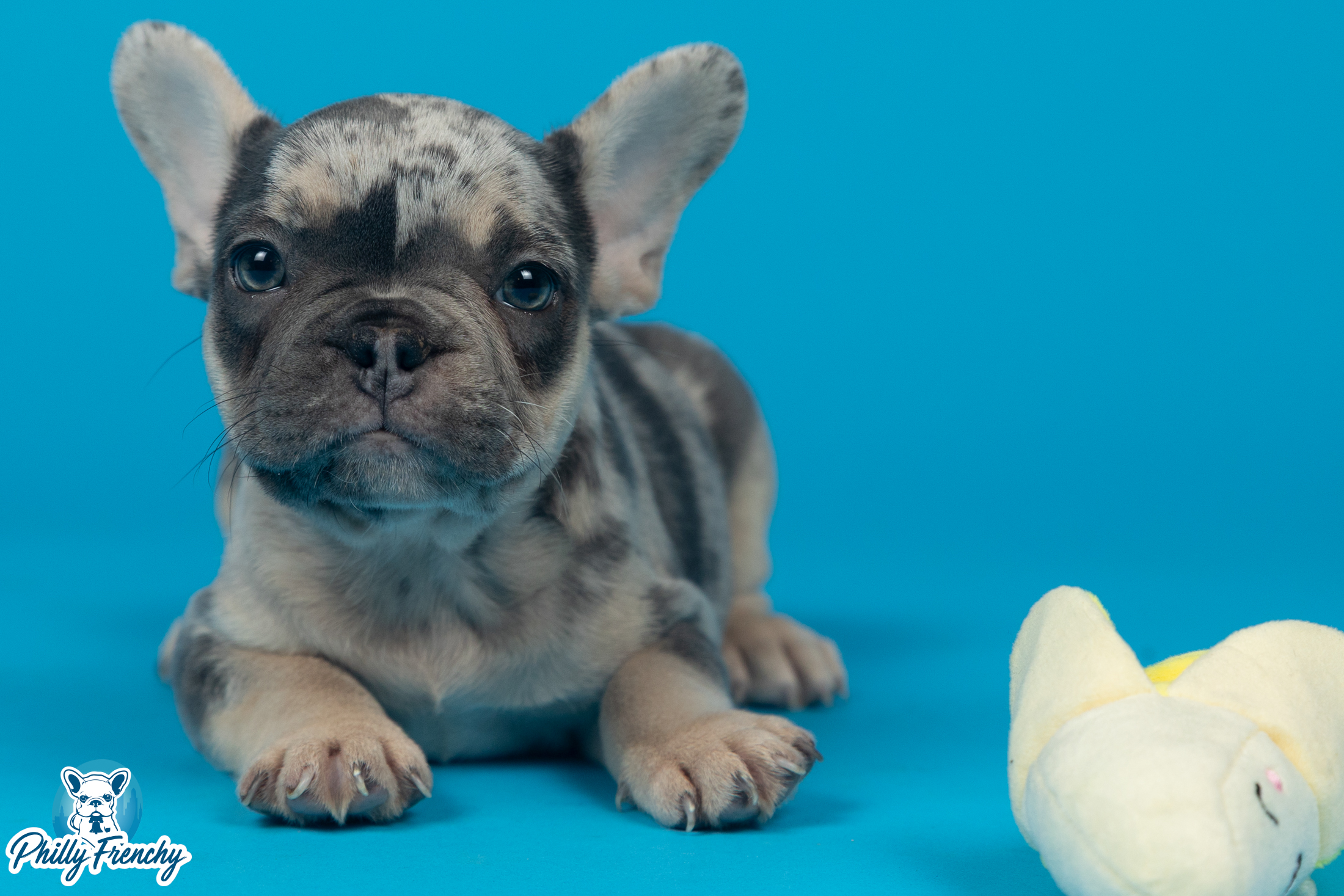 “Benji” Blue/Tan Merle $3400